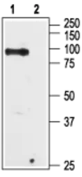 Anti-TRPV6 antibody used in Western Blot (WB). GTX54869