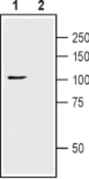 Anti-TRPC1 antibody used in Western Blot (WB). GTX54876