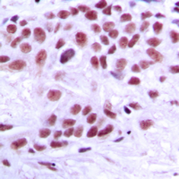 Anti-MED1 antibody used in IHC (Paraffin sections) (IHC-P). GTX55164