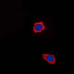 Anti-COX17 antibody used in Immunocytochemistry/ Immunofluorescence (ICC/IF). GTX55188