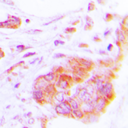 Anti-COX17 antibody used in IHC (Paraffin sections) (IHC-P). GTX55188