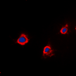 Anti-PTTG1IP antibody used in Immunocytochemistry/ Immunofluorescence (ICC/IF). GTX55274