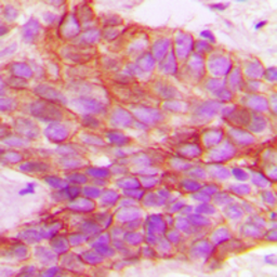 Anti-PTTG1IP antibody used in IHC (Paraffin sections) (IHC-P). GTX55274