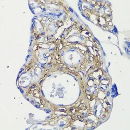 Anti-Decorin antibody used in IHC (Paraffin sections) (IHC-P). GTX55587