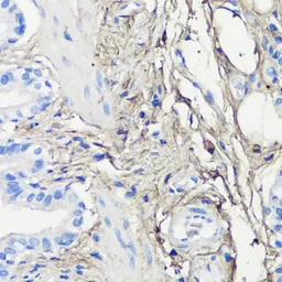 Anti-Decorin antibody used in IHC (Paraffin sections) (IHC-P). GTX55587