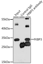 Anti-FKBP25 antibody used in Immunoprecipitation (IP). GTX55625