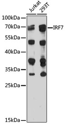 Anti-IRF7 antibody used in Western Blot (WB). GTX55682