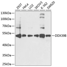 Anti-UAP56 antibody used in Western Blot (WB). GTX55829