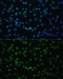 Anti-UAP56 antibody used in Immunocytochemistry/ Immunofluorescence (ICC/IF). GTX55829