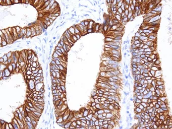 Anti-Cytokeratin 18 antibody [IHC018] used in IHC (Paraffin sections) (IHC-P). GTX57172