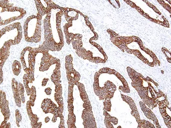 Anti-Cytokeratin 18 antibody [IHC018] used in IHC (Paraffin sections) (IHC-P). GTX57172