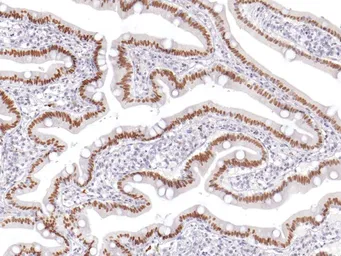 Anti-CDX2 antibody [IHC402] used in IHC (Paraffin sections) (IHC-P). GTX57182
