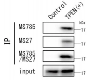 Anti-SOD1 (mutant) antibody [MS785] used in Immunoprecipitation (IP). GTX57211