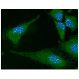 Anti-FADD antibody [J1D2] used in Immunocytochemistry/ Immunofluorescence (ICC/IF). GTX57546