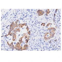 Anti-FADD antibody [J1D2] used in IHC (Paraffin sections) (IHC-P). GTX57546