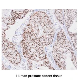 Anti-TDP43 antibody [k1B9] used in IHC (Paraffin sections) (IHC-P). GTX57560