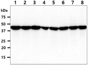 Anti-ADRM1 antibody [AT34C2] used in Western Blot (WB). GTX57566