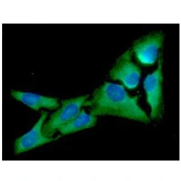 Anti-eIF2 alpha antibody [5E10] used in Immunocytochemistry/ Immunofluorescence (ICC/IF). GTX57580