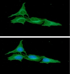 Anti-ATG3 antibody [AT15F6] used in Immunocytochemistry/ Immunofluorescence (ICC/IF). GTX57724