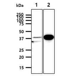 Anti-ATG3 antibody [AT15F6] used in Western Blot (WB). GTX57724