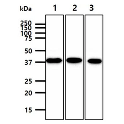 Anti-ATG3 antibody [AT15F6] used in Western Blot (WB). GTX57724