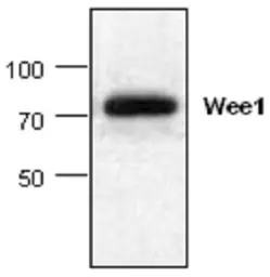 Anti-WEE1 antibody used in Western Blot (WB). GTX59626