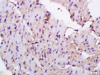 Anti-CD36 antibody used in IHC (Paraffin sections) (IHC-P). GTX60300