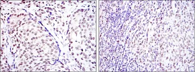 Anti-CREB antibody [5G3] used in IHC (Paraffin sections) (IHC-P). GTX60431