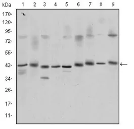 Anti-CREB antibody [5G3] used in Western Blot (WB). GTX60431