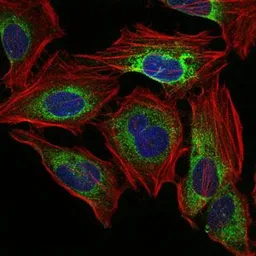 Anti-PPP2R4 antibody [4D9] used in Immunocytochemistry/ Immunofluorescence (ICC/IF). GTX60539