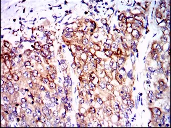 Anti-PPP2R4 antibody [4D9] used in IHC (Paraffin sections) (IHC-P). GTX60539