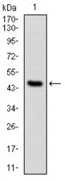 Anti-PPP2R4 antibody [4D9] used in Western Blot (WB). GTX60539