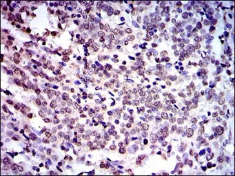 Anti-NEDD8 antibody [1A7] used in IHC (Paraffin sections) (IHC-P). GTX60545