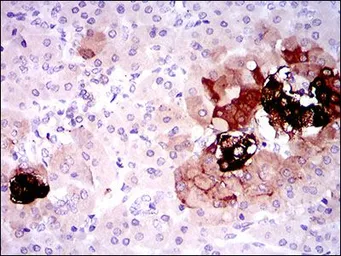 Anti-Somatostatin antibody [7G5] used in IHC (Paraffin sections) (IHC-P). GTX60646