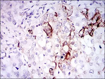 Anti-Somatostatin antibody [7G5] used in IHC (Paraffin sections) (IHC-P). GTX60646