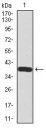 Anti-Somatostatin antibody [7G5] used in Western Blot (WB). GTX60646