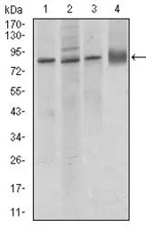 Anti-VE-Cadherin antibody [3D5C7] used in Western Blot (WB). GTX60676