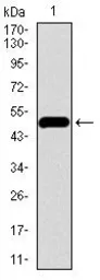 Anti-VE-Cadherin antibody [3D5C7] used in Western Blot (WB). GTX60676