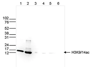 Anti-Histone H3K9K14ac (Acetyl Lys9/Lys14) antibody - ChIP grade used in Western Blot (WB). GTX60822