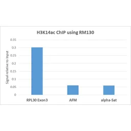 Anti-Histone H3K14ac (Acetyl Lys14) antibody [RM130] used in ChIP assay (ChIP assay). GTX60874