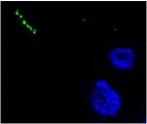 Anti-Neuropeptide Y antibody [8] used in Immunocytochemistry/ Immunofluorescence (ICC/IF). GTX60971