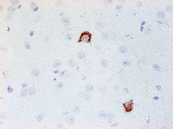 Anti-Neuropeptide Y antibody [8] used in IHC (Paraffin sections) (IHC-P). GTX60971