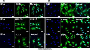 Anti-SOX2 antibody [GT1876] used in Immunocytochemistry/ Immunofluorescence (ICC/IF). GTX627404