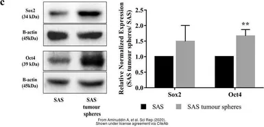 Anti-SOX2 antibody [GT1876] used in Western Blot (WB). GTX627404