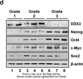 Anti-SOX2 antibody [GT1876] used in Western Blot (WB). GTX627404