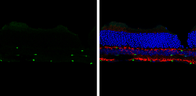 Anti-SOX2 antibody [GT1876] used in IHC (Frozen sections) (IHC-Fr). GTX627404