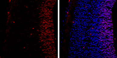 Anti-SOX2 antibody [GT1876] used in IHC (Frozen sections) (IHC-Fr). GTX627404