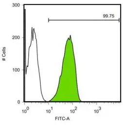 Anti-SOX2 antibody [GT1876] used in Flow cytometry (FACS). GTX627404