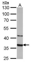 Anti-SOX2 antibody [GT1876] used in Western Blot (WB). GTX627404