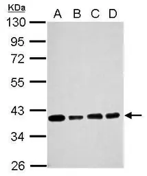 Anti-SOX2 antibody [GT1876] used in Western Blot (WB). GTX627404